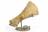 Plesiosaur Humerus Bone on Ammonite Stand - Asfla, Morocco #252375-1